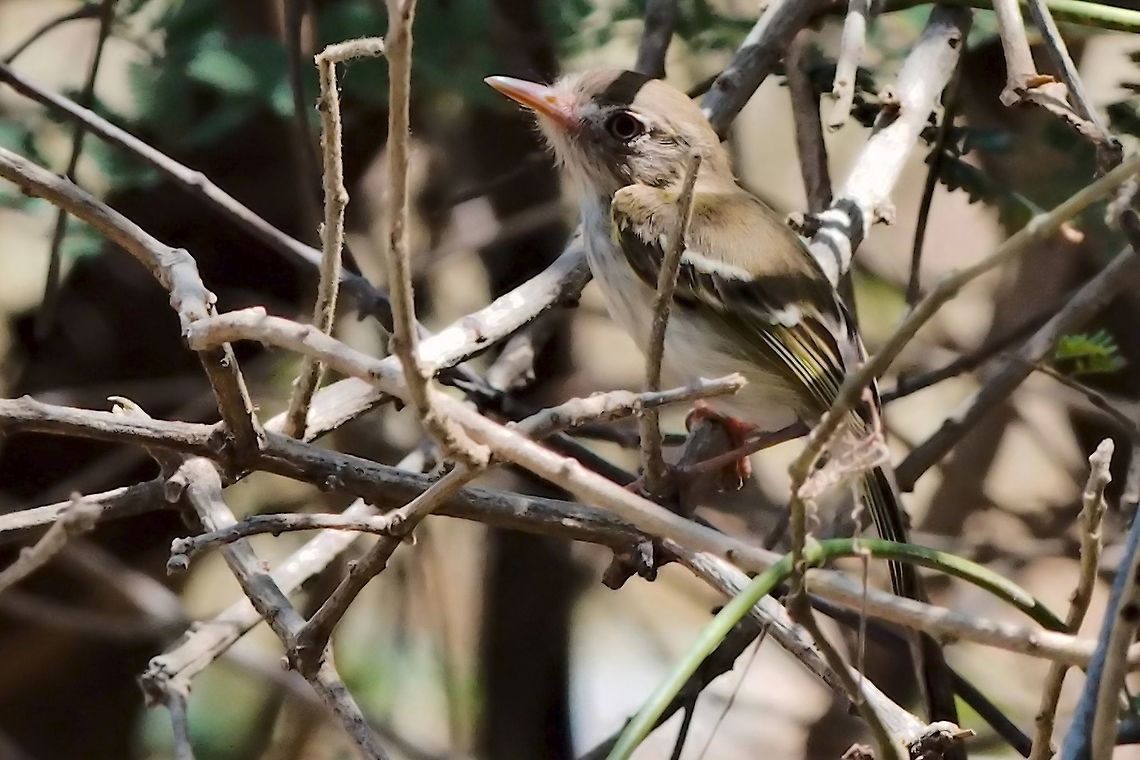 Pearly-vented Tody-Tyrant  Colombia,Geotagged,Hemitriccus margaritaceiventer,Pearly-vented tody-tyrant,SFF Los Flamencos,Winter
