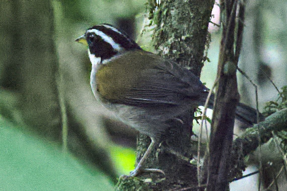 Pectoral Sparrow seen at Bosque Bavaria near Villavicencio, Met&aacute;  Arremon taciturnus,Bosque,Colombia,Geotagged,Pectoral sparrow,Winter