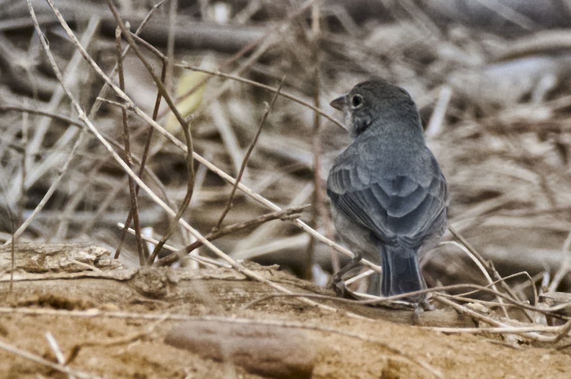 Pileated Finch at Camarones near SFF Los Flamencos Colombia,Coryphospingus pileatus,Geotagged,Grey pileated finch,SFF Los Flamencos,Winter