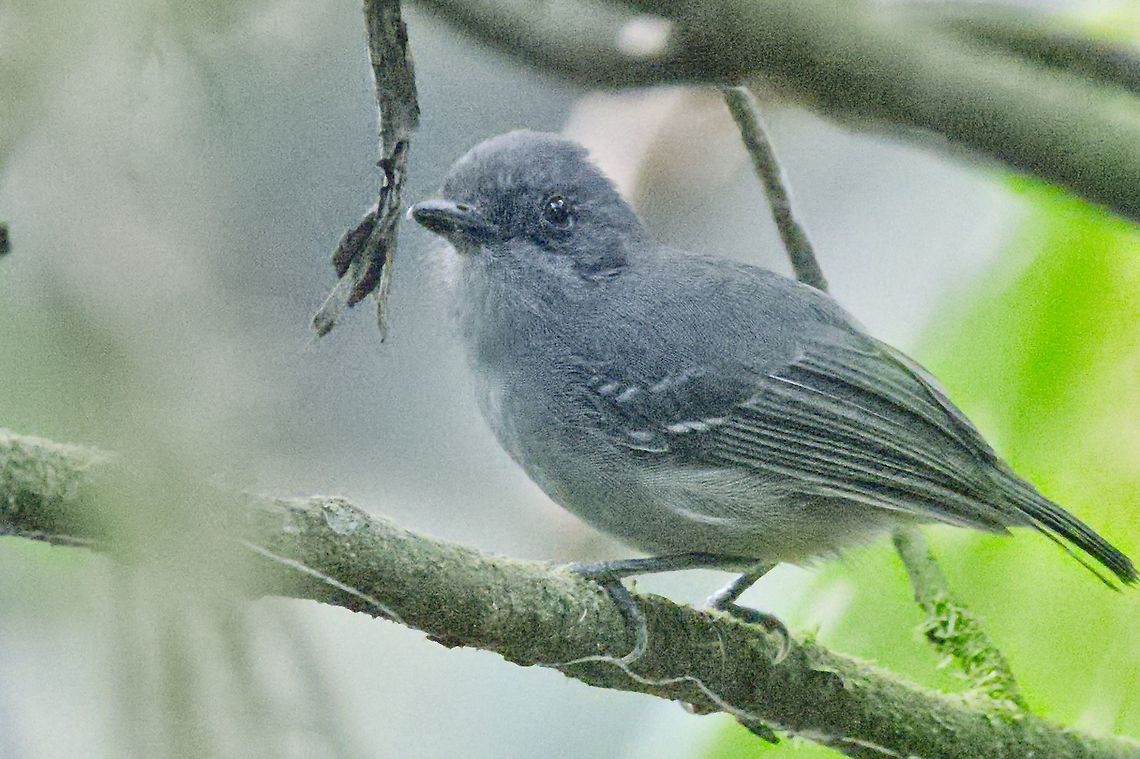 Plain Antvireo seen at Bosque Bavaria near Villavicencio, Met&aacute;  Bosque Bavaria,Colombia,Dysithamnus mentalis,Geotagged,Plain antvireo,Winter