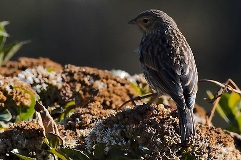 Plain-coloured Seed-eater seen at PNN Chingaza Catamenia inornata,Chingaza National Park,Colombia,Geotagged,Plain-colored seedeater,Winter