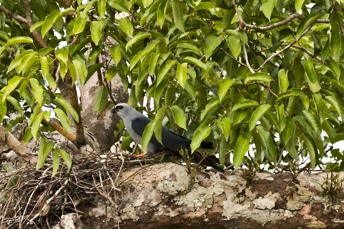 Plumbeous Kite on its nest with chick, at Communidad Pueblo Nuevo near Mit&uacute;, Vaup&eacute;s Colombia,Comunidad Pueblo Nuevo,Geotagged,Ictinia plumbea,Mitu,Plumbeous kite,Vaup&eacute;s,Winter