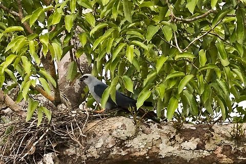 Plumbeous Kite on its nest with chick, at Communidad Pueblo Nuevo near Mit&uacute;, Vaup&eacute;s Colombia,Comunidad Pueblo Nuevo,Geotagged,Ictinia plumbea,Mitu,Plumbeous kite,Vaup&eacute;s,Winter