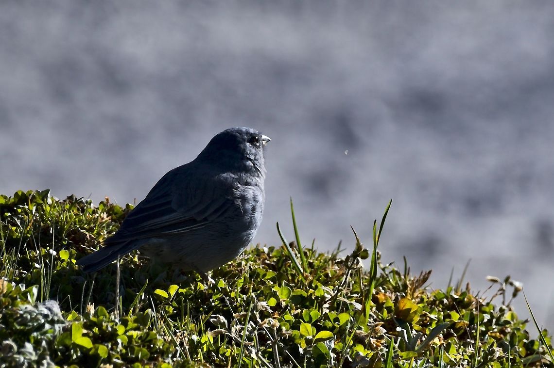 Plumbeous Sierra-Finch at PNN Chingaza Chingaza National Park,Colombia,Geotagged,Phrygilus unicolor,Plumbeous sierra finch,Winter