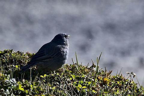 Plumbeous Sierra-Finch at PNN Chingaza Chingaza National Park,Colombia,Geotagged,Phrygilus unicolor,Plumbeous sierra finch,Winter
