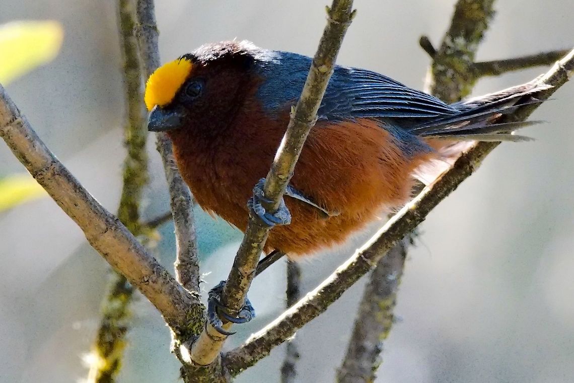 Plushcap seen at Chingaza NP Catamblyrhynchus diadema,Chingaza National Park,Colombia,Geotagged,Plushcap,Winter
