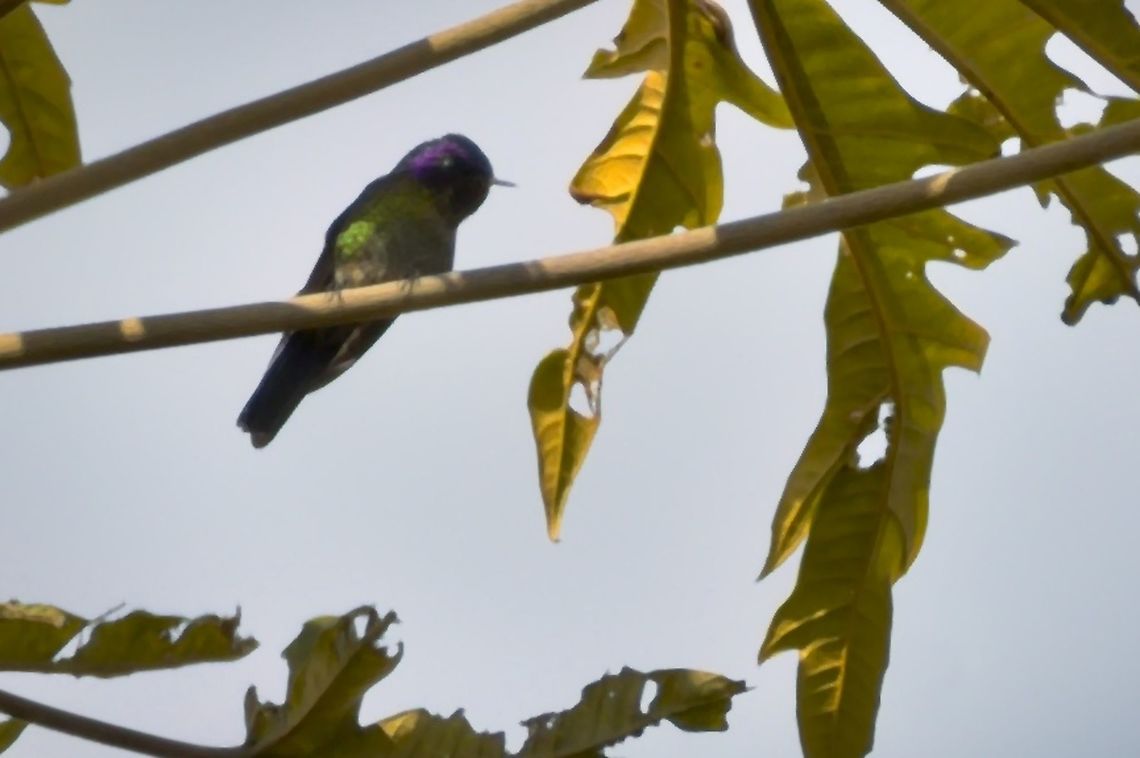 Purple-backed Thornbil at PNN Chingaza Chingaza National Park,Colombia,Geotagged,Purple-backed thornbill,Ramphomicron microrhynchum,Winter