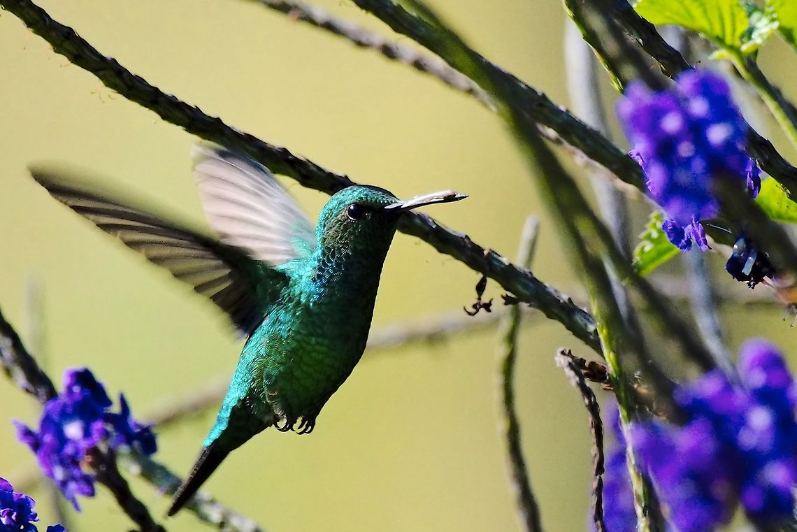 Red-billed Emerald at UKUKU Rural Lodge, near-endemic to Colombia Chlorostilbon gibsoni,Colombia,Geotagged,Red-billed emerald,UKUKU,Winter,near-endemic