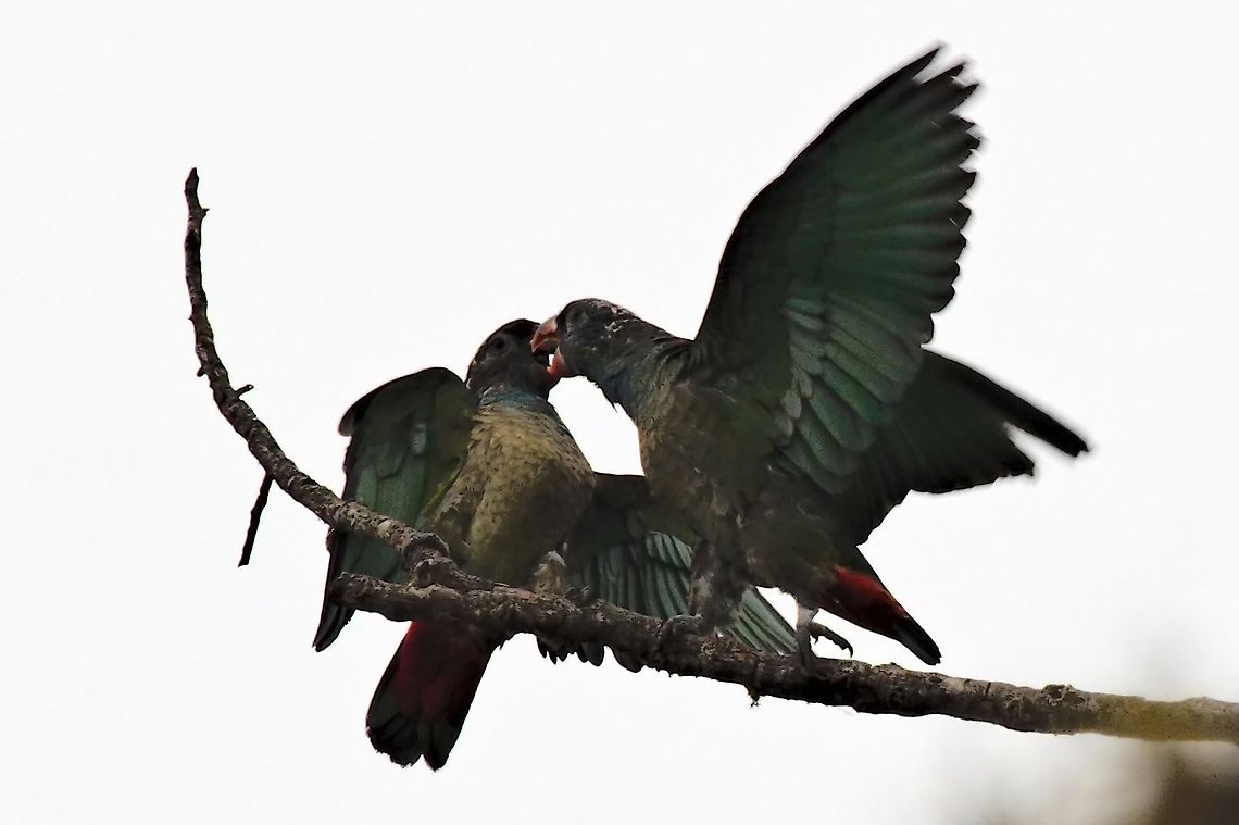 Red-billed Parrot couple together, El Dorado de Santa Marta NP Colombia,El Dorado NP,Geotagged,Pionus sordidus,Red-billed parrot,Winter