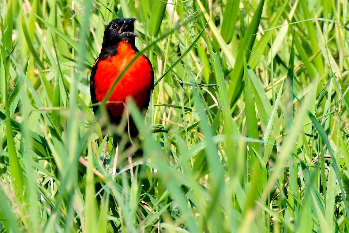 Red-breasted Meadowlark  Colombia,Geotagged,Leistes militaris,Red-breasted Meadowlark,Red-breasted blackbird,Rio Claro,Winter
