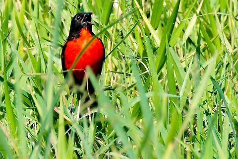 Red-breasted Meadowlark  Colombia,Geotagged,Leistes militaris,Red-breasted Meadowlark,Red-breasted blackbird,Rio Claro,Winter