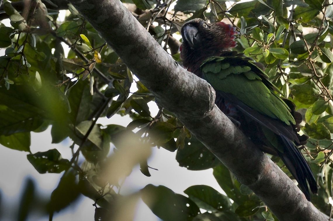 Red-fan Parrot at Comunidad Mituse&ntilde;o Urania Colombia,Deroptyus accipitrinus,Geotagged,Mituse&ntilde;o,Red-fan parrot,Winter