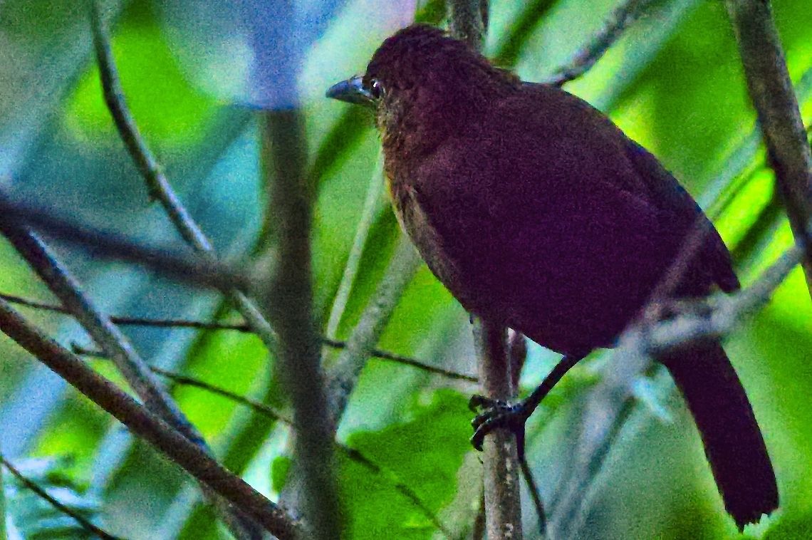 Ruddy Foliage-gleaner  Clibanornis rubiginosus,Colombia,Geotagged,Montezuma Rainforest,Ruddy foliage-gleaner,Winter