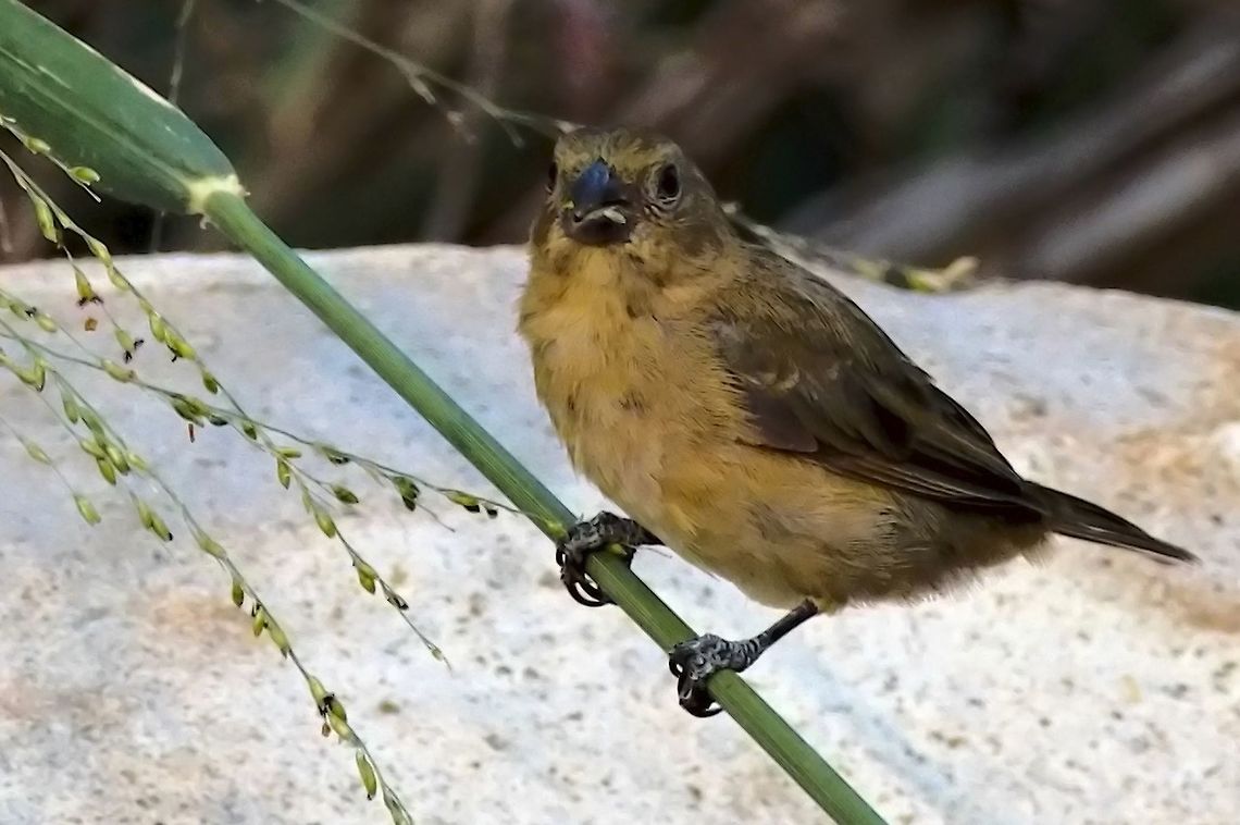 Ruddy-breasted Seedeater seen at at Los Alpes Farm, Ibagu&eacute;  Colombia,Geotagged,Los Alpes Farm,Ruddy-breasted seedeater,Sporophila minuta,Winter