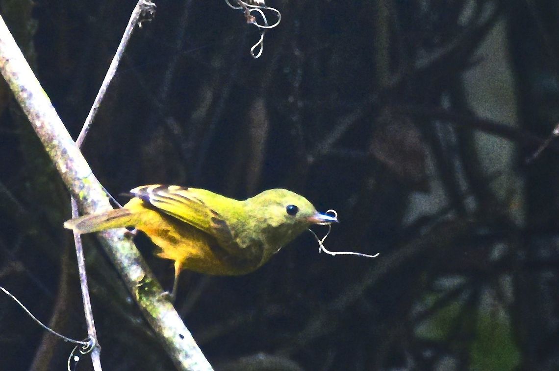 NOT Ruddy-tailed Flycatcher BUT Ochre-bellied Flycatcher seen at Rio Claro Reserve Colombia,Geotagged,Mionectes oleagineus,Ochre-bellied flycatcher,Rio Claro,Ruddy-tailed flycatcher,Terenotriccus erythrurus,Winter
