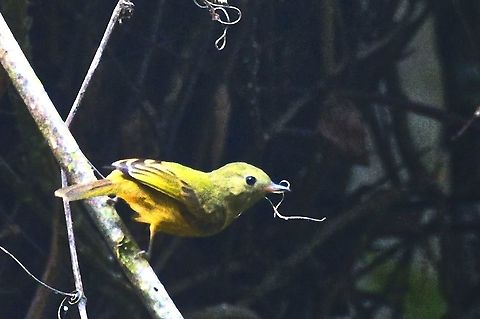 NOT Ruddy-tailed Flycatcher BUT Ochre-bellied Flycatcher seen at Rio Claro Reserve Colombia,Geotagged,Mionectes oleagineus,Ochre-bellied flycatcher,Rio Claro,Ruddy-tailed flycatcher,Terenotriccus erythrurus,Winter