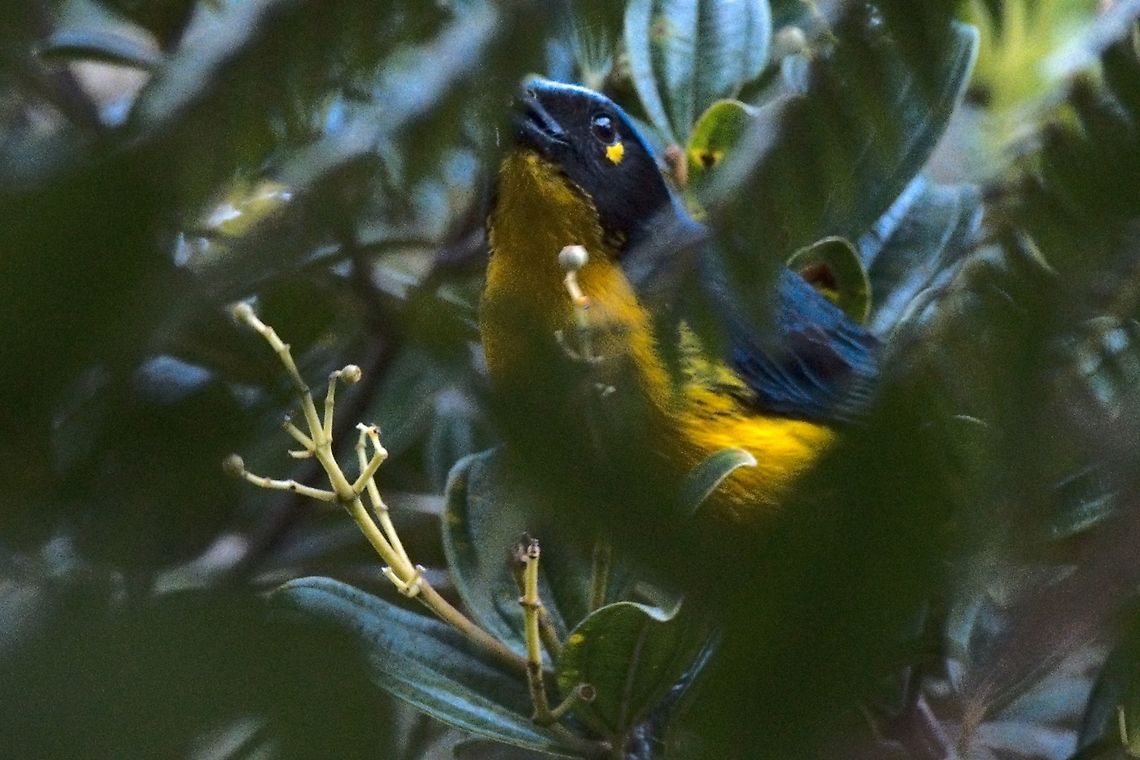 Santa Marta Mountain-Tanager endemic to the Santa Marta NP, seen there. Anisognathus melanogenys,Colombia,Geotagged,Santa Marta mountain tanager,Sierra Nevada de Santa Marta,Winter