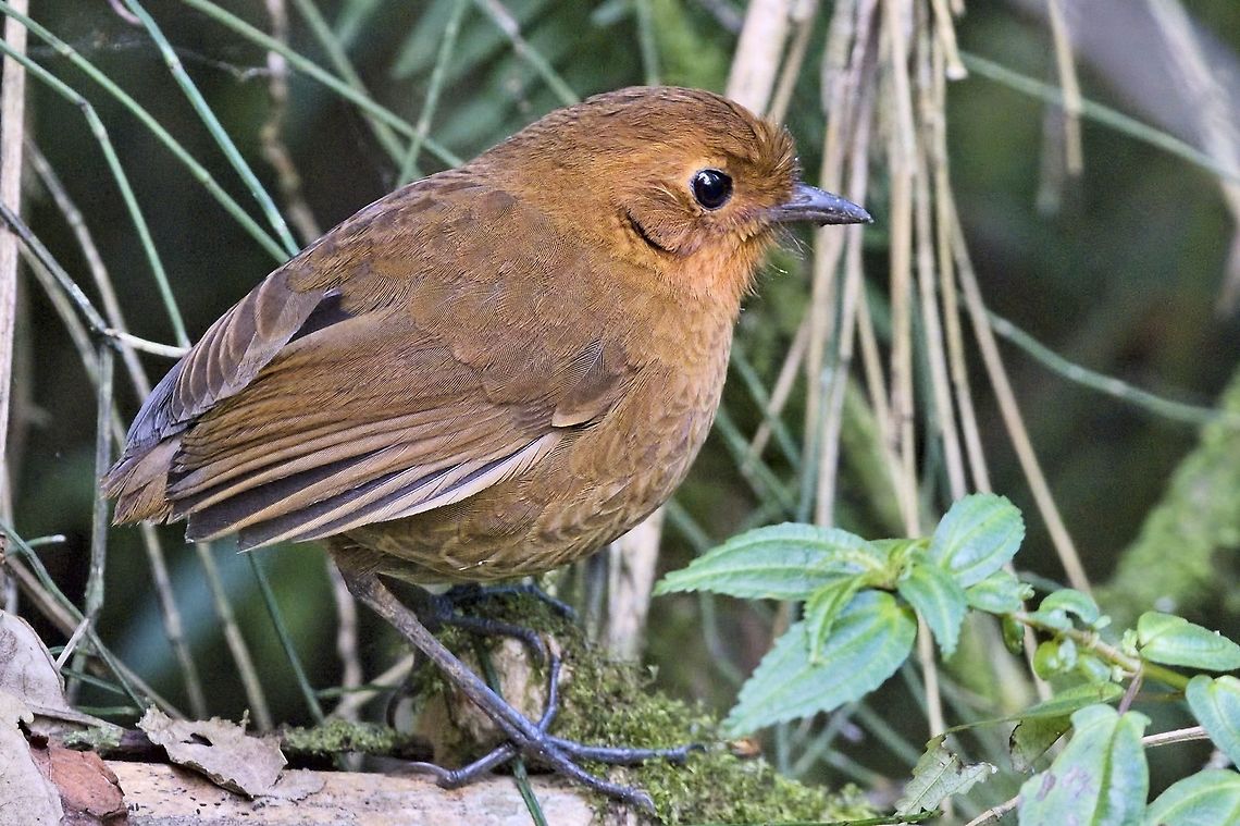 Rufous Antpitta at (one of) the feeder(s) at Hacienda El Bosque Colombia,Equatorial antpitta,Geotagged,Grallaria rufula,Grallaria saturata,Hacienda El Bosque,Rufous antpitta,Winter
