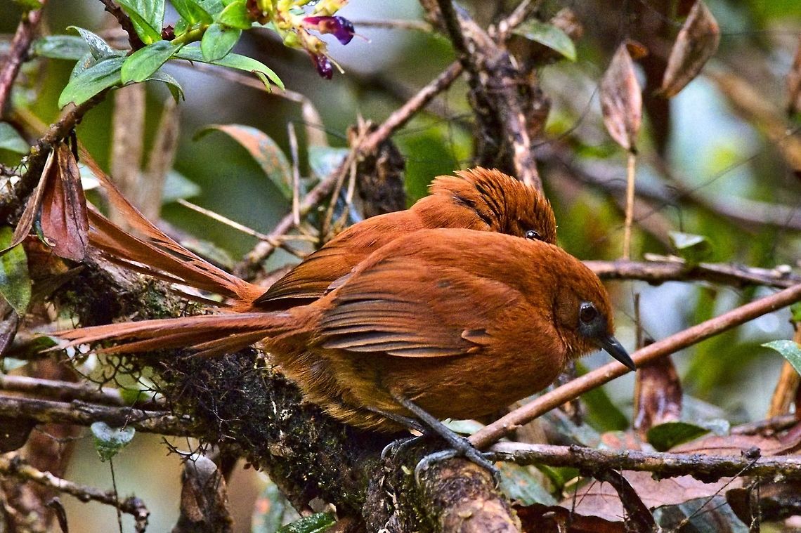 Rufous Spinetail couple seen at Montezuma Rainforest Reserve Colombia,Geotagged,Montezuma Rainforest,Rufous spinetail,Synallaxis unirufa,Winter