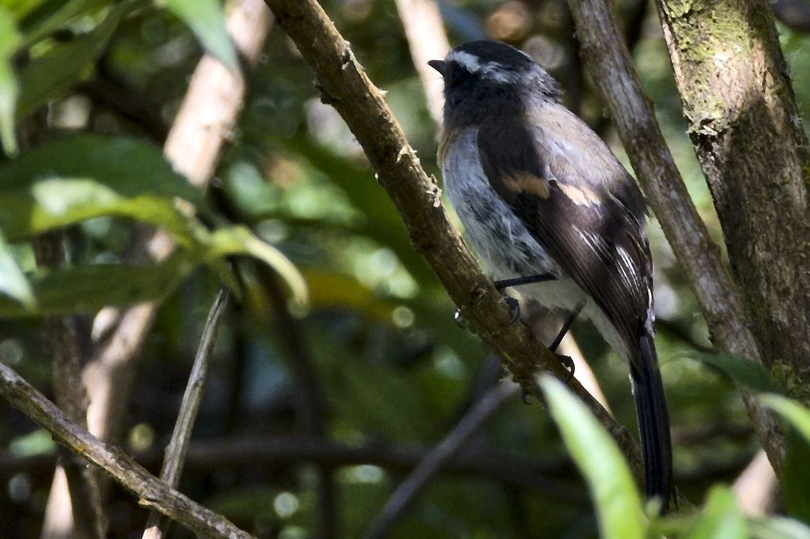 Rufous-breasted Chat-Tyrant  seen at El Cortaderal, Santa Rosa, Risaralda, Colombia<br />
<br />
 Colombia,El Cortaderal,Geotagged,Ochthoeca rufipectoralis,Rufous-breasted chat-tyrant,Santa Rosa de Cabal,Winter
