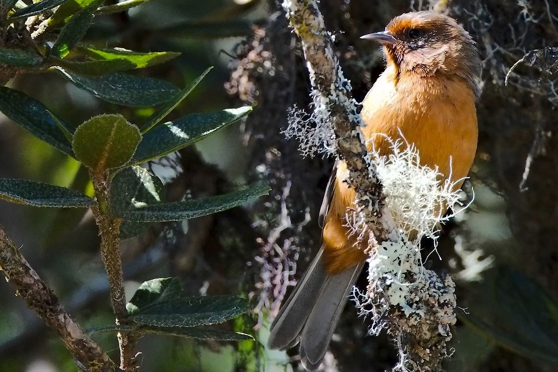 Rufous-browed Conebill at PNN Chingaza Chingaza National Park,Colombia,Conirostrum rufum,Geotagged,Rufous-browed conebill,Winter
