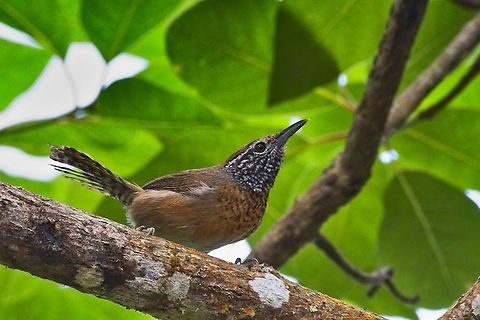 Rufous-breasted wren
