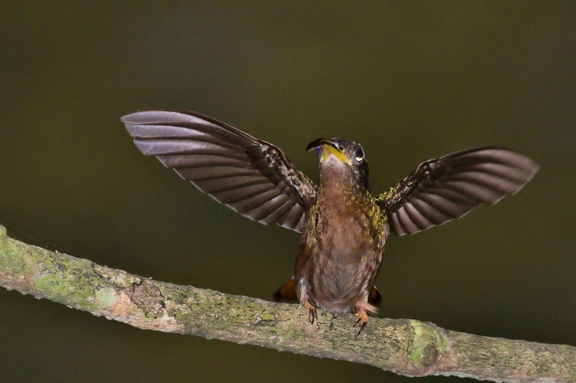 Rufous-breasted Hermit seen at Rio Claro Reserve Colombia,Geotagged,Glaucis hirsutus,Rio Claro,Rufous-breasted hermit,Winter