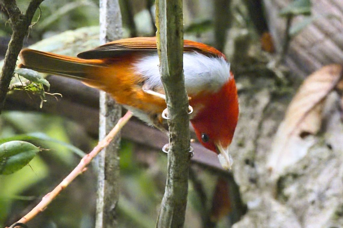 Scarlet-and-white Tanager carrying flower Anchicaya Valley,Chrysothlypis salmoni,Colombia,Geotagged,Scarlet-and-white tanager,Winter