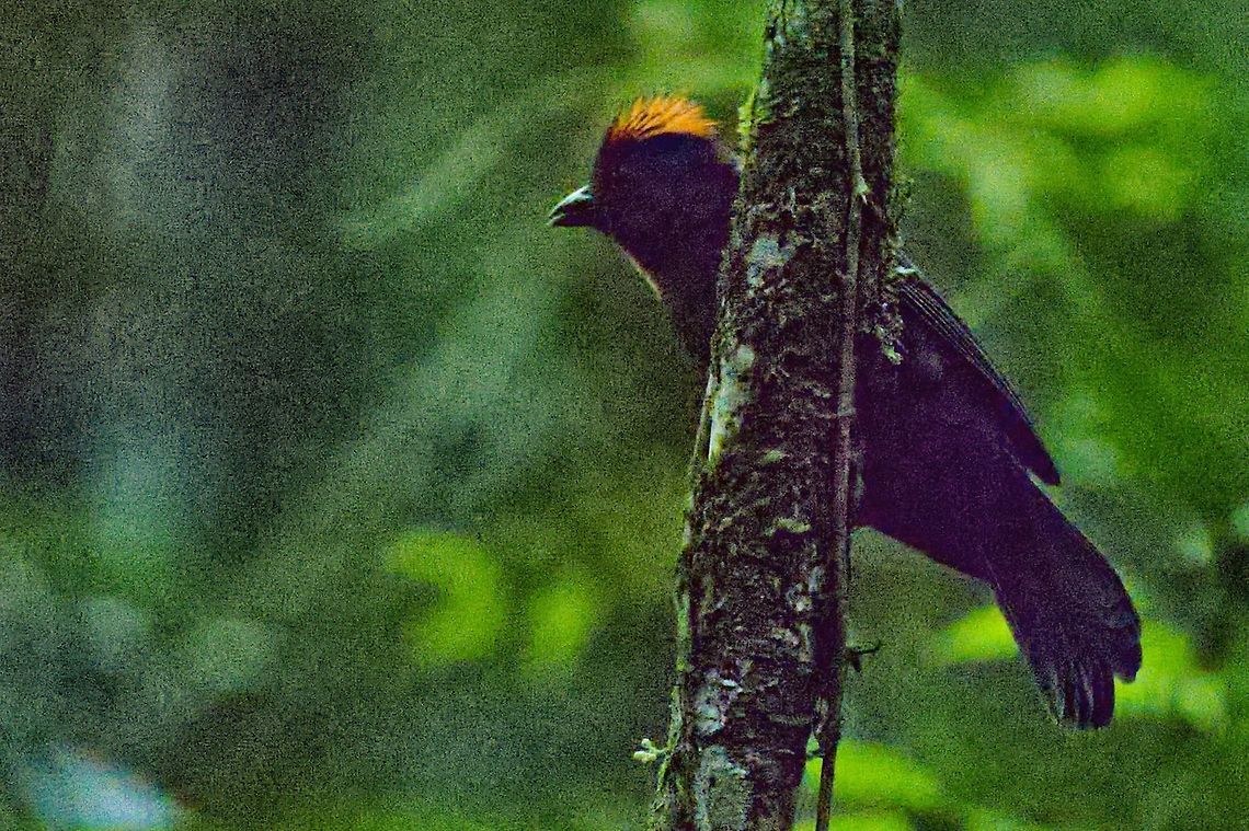 Sooty Ant-Tanager  seen at La Reserva Natural Victoria-Saman&aacute;, difficult, in the very shade, not a good photography, just documented Colombia,Geotagged,Habia  gutturalis,Reserva Natural Victoria-Samaná,Sooty ant tanager,Winter