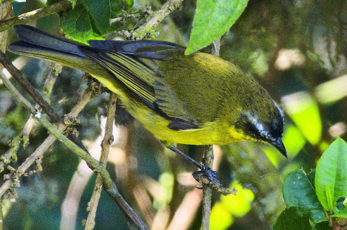 Superciliaried Hemispingus seen at Hacienda El Bosque Colombia,Geotagged,Hacienda,Hemispingus superciliaris,Superciliaried hemispingus,Winter