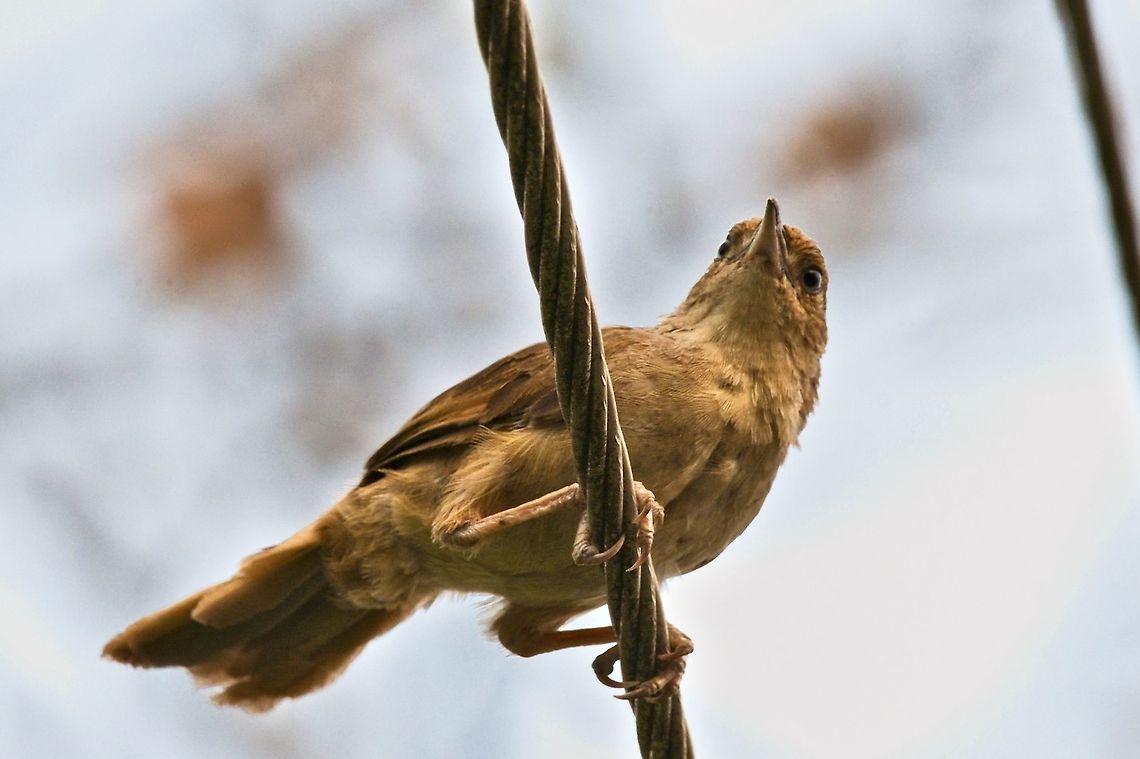 Rufous-fronted Thornbird just another one of those Thornbirds (outside of Venezuela) Colombia,Geotagged,Phacellodomus rufifrons,Rancho CaMaNa,Rufous-fronted thornbird,Winter