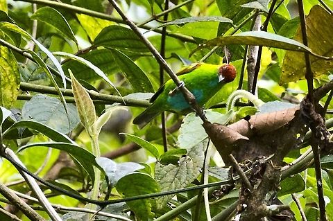 Rufous-winged tanager