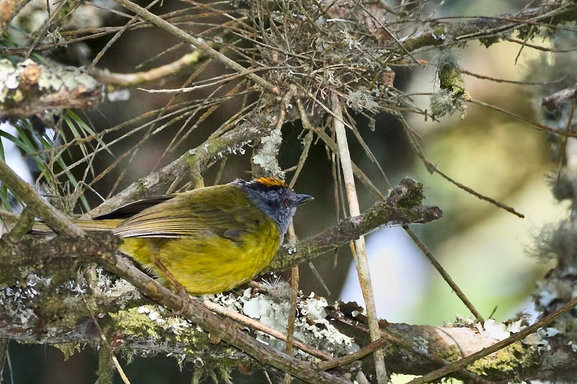 Russet-crowned Warbler with crown at Parque Nacional Chicaque Chicaque National Park,Colombia,Geotagged,Myiothlypis coronata,Russet-crowned warbler,Winter