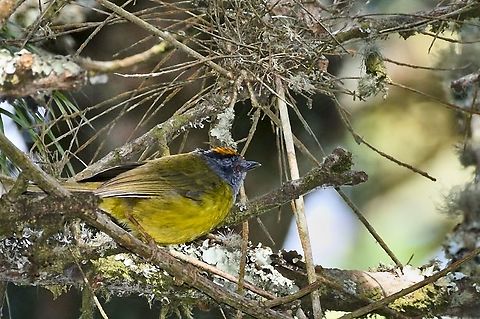 Russet-crowned Warbler with crown at Parque Nacional Chicaque Chicaque National Park,Colombia,Geotagged,Myiothlypis coronata,Russet-crowned warbler,Winter