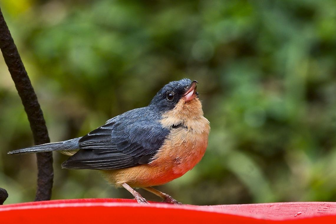 Rusty Flowerpiercer seen at Finca Florida El Bosque de las Aves  (at a feeder) Colombia,Diglossa sittoides,Finca Florida,Geotagged,Rusty flowerpiercer,Winter