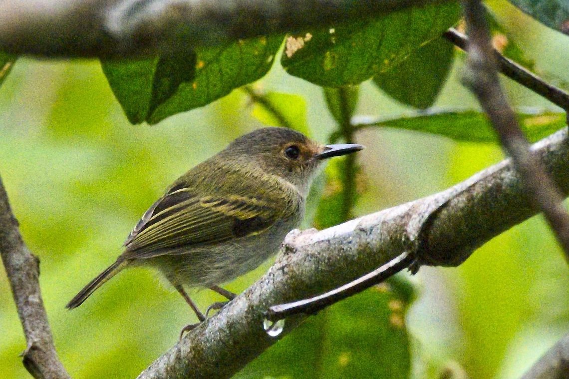 Rusty-fronted Tody-Flycatcher near Mit&uacute;, Vaup&eacute;s at Comunidad Pueblo Nuevo Colombia,Comunidad Pueblo Nuevo,Geotagged,Mitu,Poecilotriccus latirostris,Rusty-fronted tody-flycatcher,Vaupés,Winter