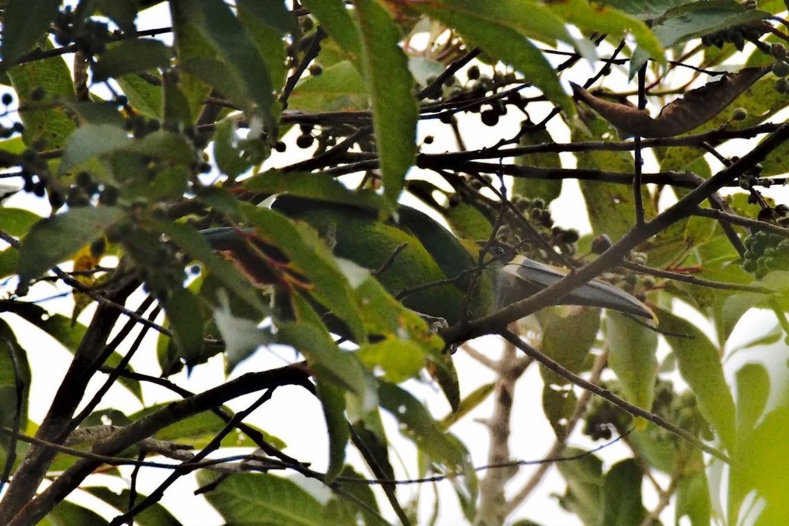 Emerald Toucanet, Santa Marta ssp. White-throated Toucanet, Aulacorhynchus albivitta lautus Aulacorhynchus albivitta,Colombia,Geotagged,Santa,White-throated toucanet,Winter