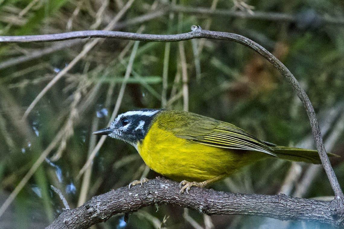Santa Marta Warbler at Santa Marta NP, endemic to Colombia Colombia,Geotagged,Myiothlypis basilica,Santa Marta warbler,Sierra Nevada de Santa Marta,Winter,endemic