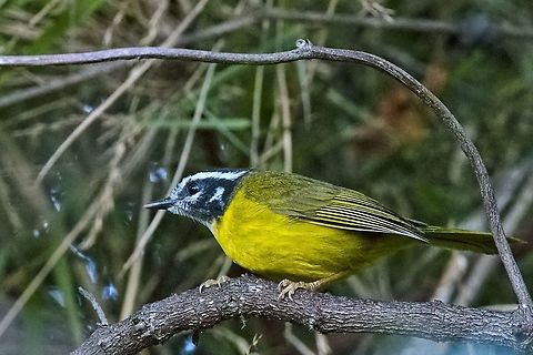Santa Marta Warbler in Colombia.