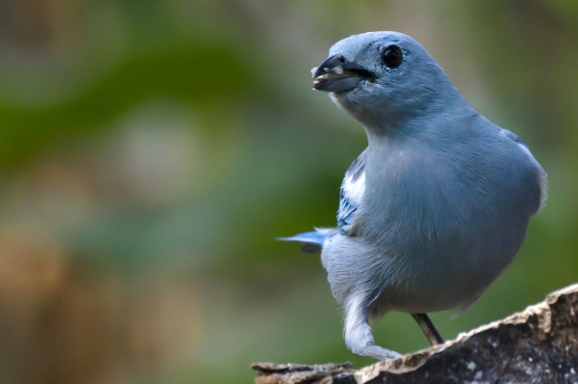 Blue-grey Tanager Amazonian_ssp. Thraupis episcopus mediana seen at Mituse&ntilde;o, Vaup&eacute;s Blue-gray tanager,Colombia,Geotagged,Mituseño,Thraupis episcopus,Thraupis episcopus mediana,Vaupés,Winter