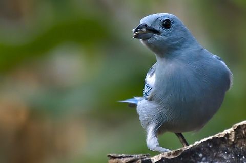 Blue-grey Tanager Amazonian_ssp. Thraupis episcopus mediana seen at Mituseño, Vaupés Blue-gray tanager,Colombia,Geotagged,Mituseño,Thraupis episcopus,Thraupis episcopus mediana,Vaupés,Winter