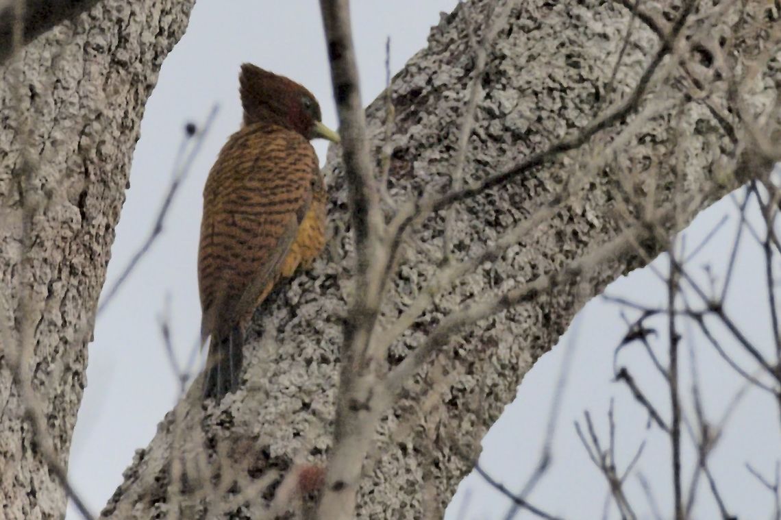 Scale-breasted Woodpecker seen at Mituse&ntilde;o Celeus grammicus,Colombia,Geotagged,Mituseño,Scaly-breasted woodpecker,Vaupés,Winter