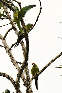 Scarlet-fronted Parakeets seen at Finca Florida El Bosque de las Aves  Colombia,Finca Florida,Geotagged,Psittacara wagleri,Scarlet-fronted parakeet,Winter
