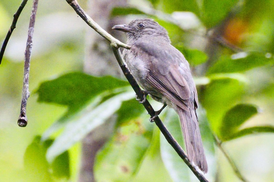 Screaming Piha near Mit&uacute;, Vaup&eacute;s, at Comunidad Pueblo Nuevo Colombia,Comunidad Pueblo Nuevo,Geotagged,Lipaugus vociferans,Mitu,Screaming piha,Vaupés,Winter