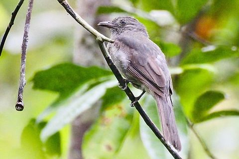 Screaming Piha near Mitú, Vaupés, at Comunidad Pueblo Nuevo Colombia,Comunidad Pueblo Nuevo,Geotagged,Lipaugus vociferans,Mitu,Screaming piha,Vaupés,Winter