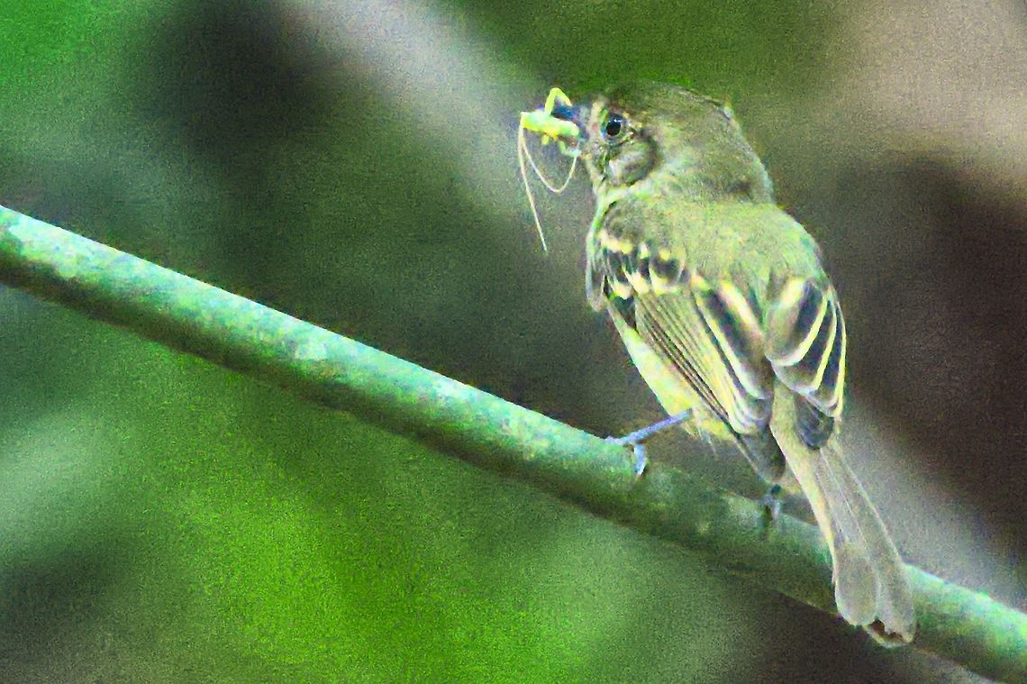 Sepia-capped Flycatcher carrying some food, another one of those in the dark ... Colombia,Geotagged,Leptopogon amaurocephalus,Rio Claro,Sepia-capped flycatcher,Winter