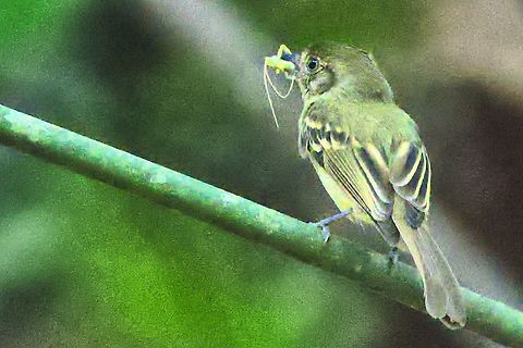 Sepia-capped Flycatcher carrying some food, another one of those in the dark ... Colombia,Geotagged,Leptopogon amaurocephalus,Rio Claro,Sepia-capped flycatcher,Winter