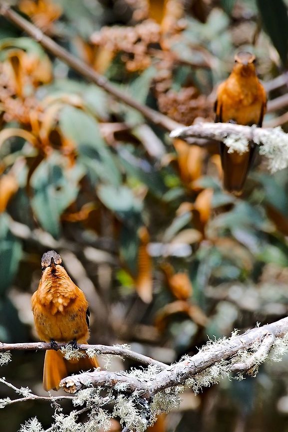 Shining Sunbeam two in a row ...  Aglaeactis cupripennis,Colombia,Geotagged,Shining sunbeam,Termales,Winter