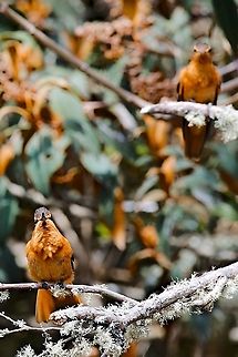 Shining Sunbeam two in a row ...  Aglaeactis cupripennis,Colombia,Geotagged,Shining sunbeam,Termales,Winter