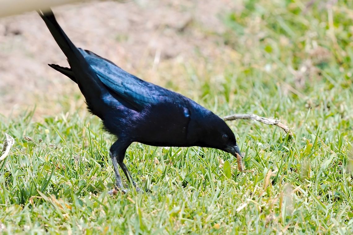 Shiny Cowbird with a catarpillar seen at Hacienda El Bosque Colombia,Geotagged,Hacienda El Bosque,Molothrus bonariensis,Shiny cowbird,Winter
